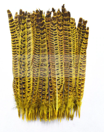Bażant ogon lotka 25-30 cm ŻÓŁTE