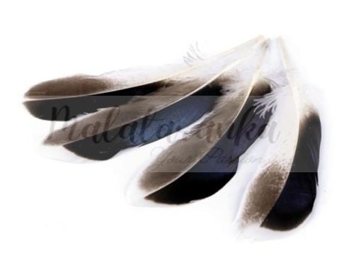 Pióra kaczę lotki 10-14 cm BEŻOWO-BRĄZOWE