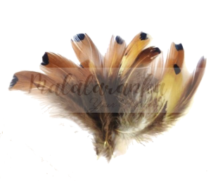 Bażant Tragopan Plamisty pióra 4-8 cm Beżowo-Brązowe 10 szt 