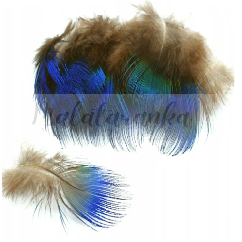 Pióra pawia puchowe 4-8 cm TURKUSOWE