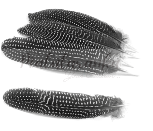 Perliczka Perlica pióra lotki 15-20 cm SZARY Naturalny