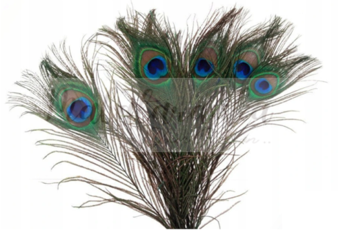 Pawie pióra 18-25 cm NATURALNE