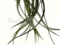 Pióra do włosów mieszane 23-25 cm Green Olive 20 szt