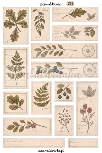 Arkusz etykiet vintage, w stylu stary herbarium, dziennik botaniczny, etykiety roslinne do plannera bulletjournal