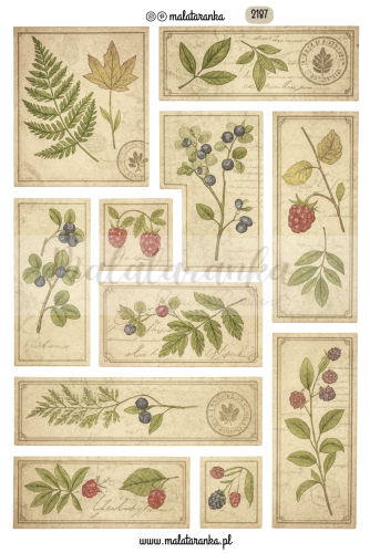 Arkusz etykiet vintage, w stylu stary herbarium, dziennik botaniczny, etykiety roslinne do plannera bulletjournal