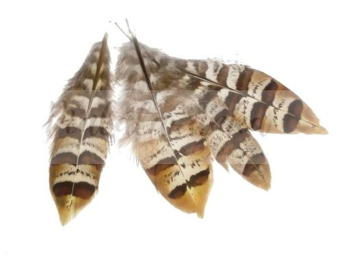 Bażant królewski lotka 10-15 cm BRĄZOWE PASKI