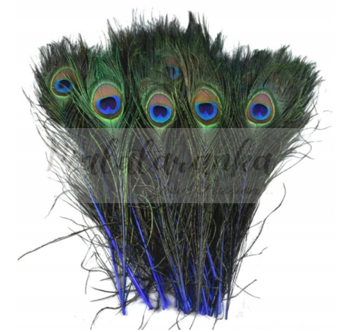 Paw Pióra pawia 25-30 cm GRANATOWE