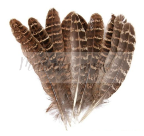 Bażant pióra lotki 10-15 cm NATURALNE