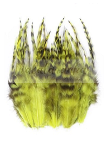 Pióra koguta Szynszyla Grizzly ŻÓŁTE 7-13 cm