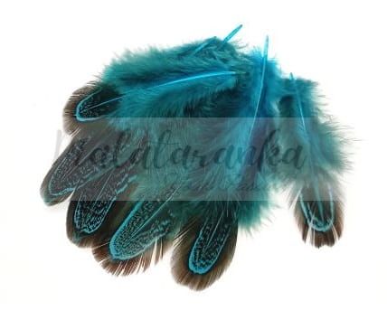 Pióra bażanta migdałowego 5-8 cm TEAL 10 szt