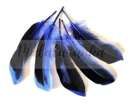 Pióra kaczę Mallard lotki 10-14 cm CHABROWY 20 szt