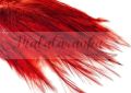 Pióra Genetyczne Coq de Leon WINE RED 12-18 cm