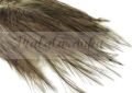 Pióra Genetyczne Coq de Leon LIGHT PARDO 12-18 cm