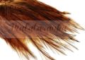 Pióra Genetyczne Coq de Leon dyed NARURAL BROWN 12-18 cm