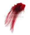 Pióra Genetyczne Coq de Leon WINE RED 12-18 cm