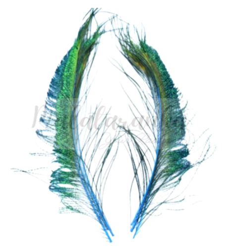 Pawie pióra Mieczowe 30-35 cm TURKUSOWE