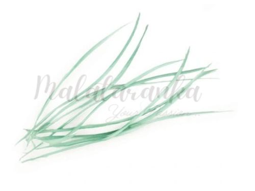 Pióra gęsi stosina 15-20 cm MIĘTOWE 10 szt