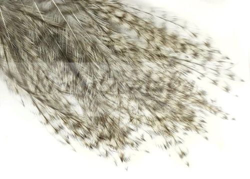 Pióra Genetyczne Coq de Leon GRIZZLY PARDO