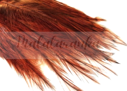 Pióra Genetyczne Coq de Leon BURNT ORANGE