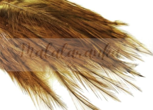 Pióra Genetyczne Coq de Leon MEDIUM GINGER