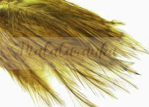 Pióra Genetyczne Coq de Leon GOLDEN OLIVE