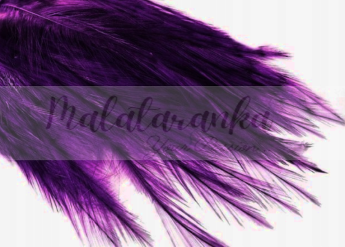Pióra Genetyczne Coq de Leon PURPLE