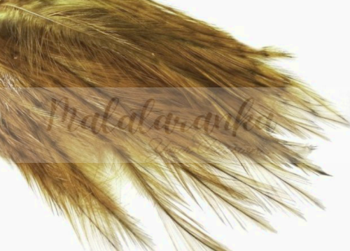 Pióra Genetyczne Coq de Leon GINGER