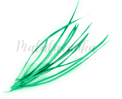 Pióra gęsie stosina 15-20 cm ZIELONY TURKUS