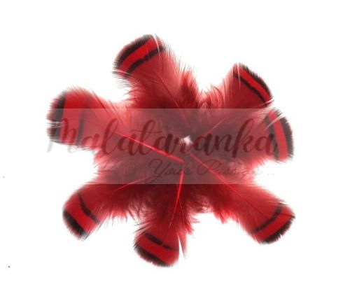 Kuropatwa Azjatycka pióra 4-7cm CZERWONE