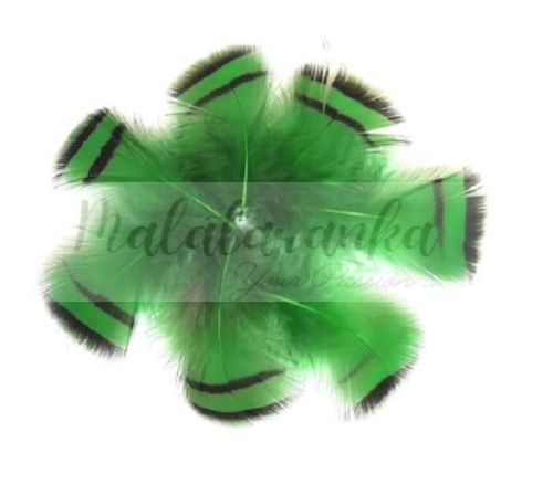 Kuropatwa Azjatycka pióra 4-7cm ZIELONE