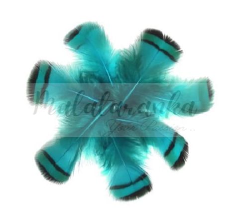 Kuropatwa Azjatycka pióra 4-7cm TURKUS