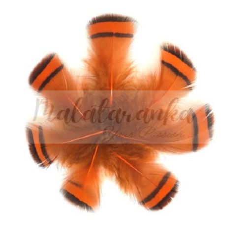 Kuropatwa Azjatycka pióra 4-7cm POMARAŃCZ