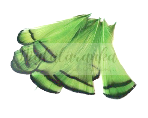 Pióra szyjne bażant diamentowy JASNOZIELONE