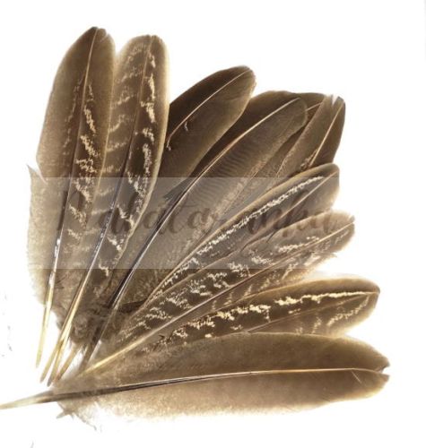 Pióra ozdobne bażant Lotka 12-15cm BRĄZOWY BEŻ