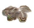 Pawie pióra Body Feathers 4-7cm NATURALNE