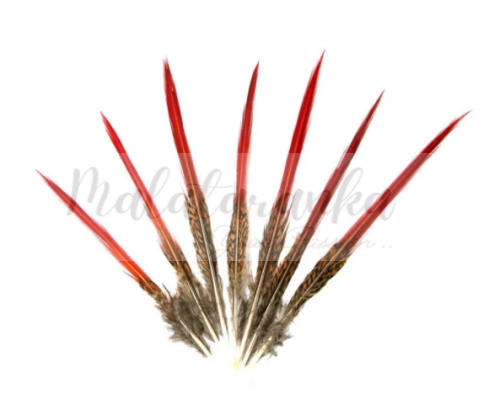 Bażant Złocisty pióra ogonowe 7-12 cm 5 szt