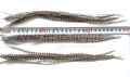 Pióra do włosów Premium 15-23 cm Grizzly Natural