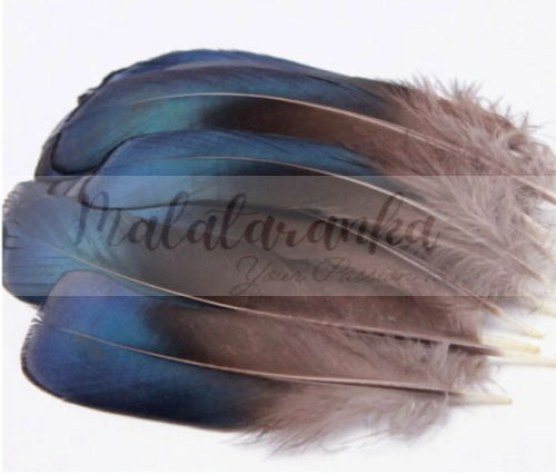 Bażant diamentowy pióra lotki 10-15 cm SZARO NIEBIESKIE