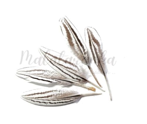 Bażant srebrzysty lotka mała 5-7cm NATURALNE