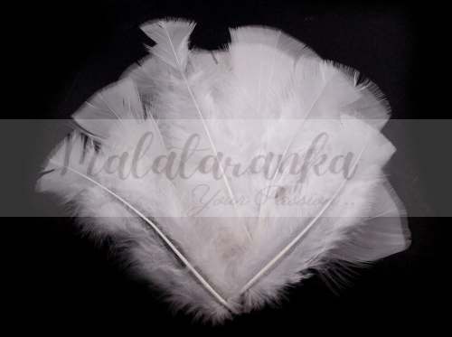 Indycze pióra Długie 11-17 cm BIAŁE