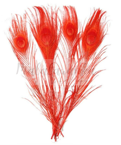 Pawie pióro 25-30 cm CZERWONE