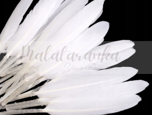 Pióra lotki kacze 9-14 cm BIAŁE