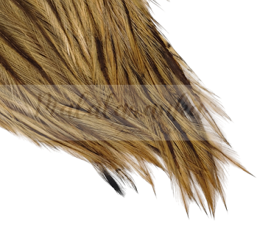 golden badger.png