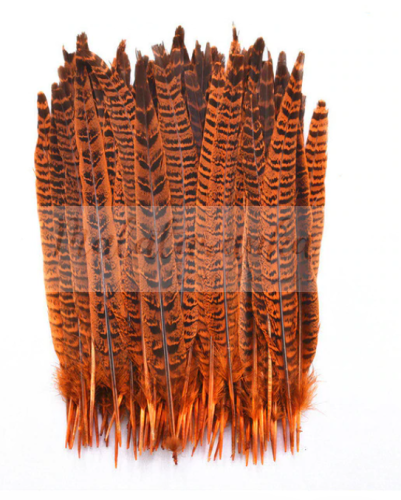 Bażant ogon lotka 25-30 cm POMARAŃCZOWE