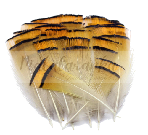 Bażant złocisty pióra szyjne ŻÓŁTO-POMARAŃCZOWE