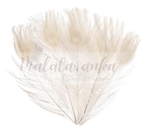 Pawie pióro 25-30 cm BIAŁY OFF