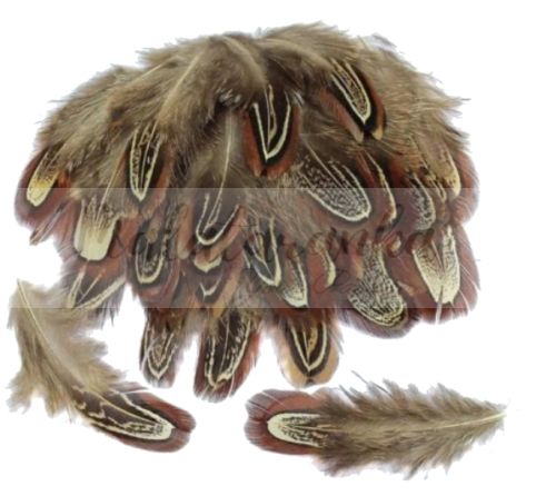 Pióra bażanta migdałowego 5-8 cm BRĄZOWO-BEŻOWE