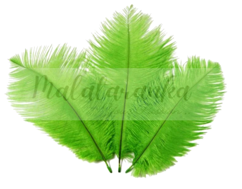 Strusie pióra 12-15 cm ZIELONE